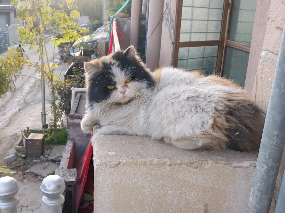 😺 Catto in the neighborhood