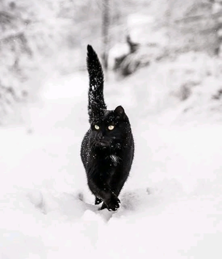 GIF caricata da LunaStorta