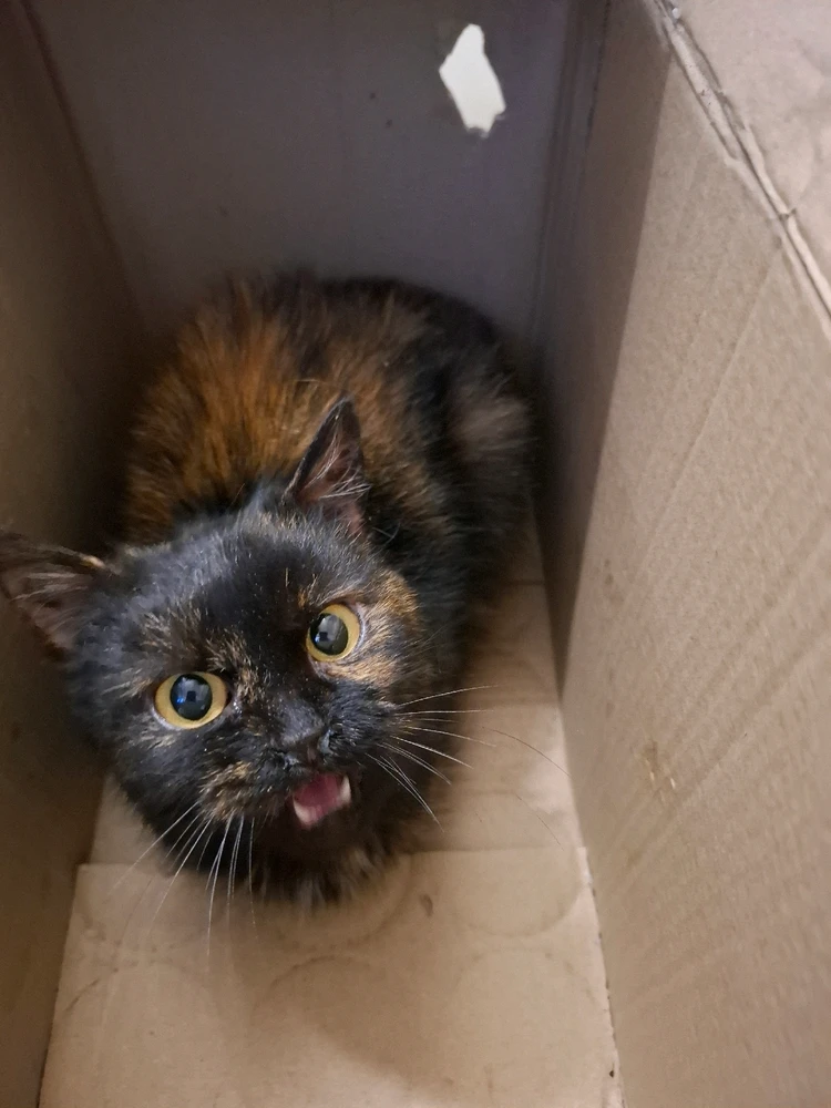 Obrázek nahrál Nora