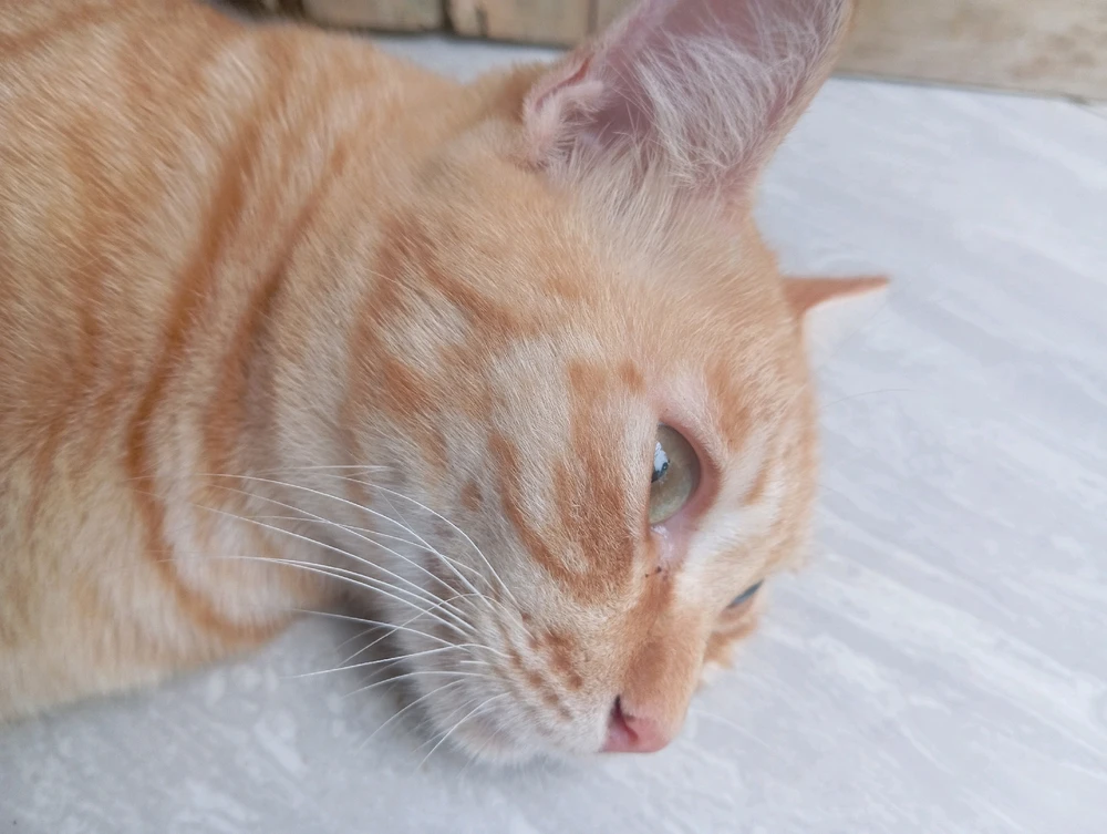 Gambar diunggah dening Dany Nine