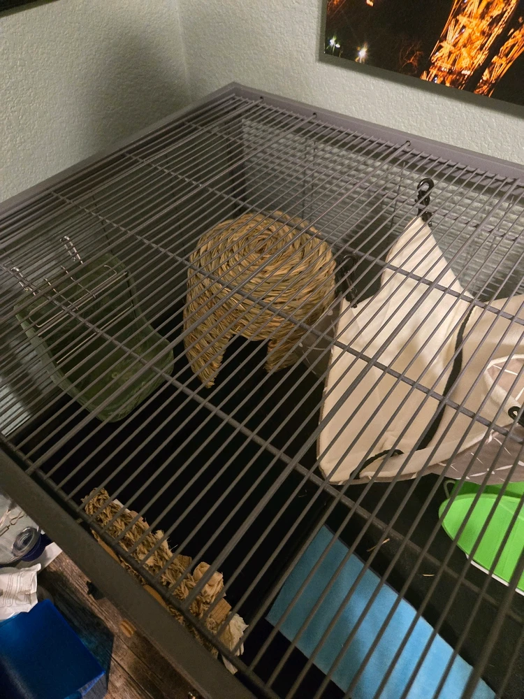 Image uploaded by Tashelle the Cactus Queen