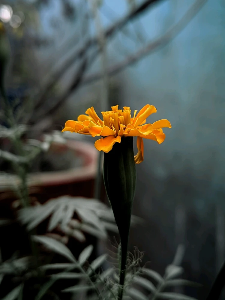 GIF gi-upload ni Anant