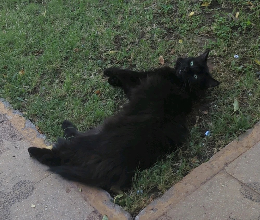 Imagen subida por Fabricio