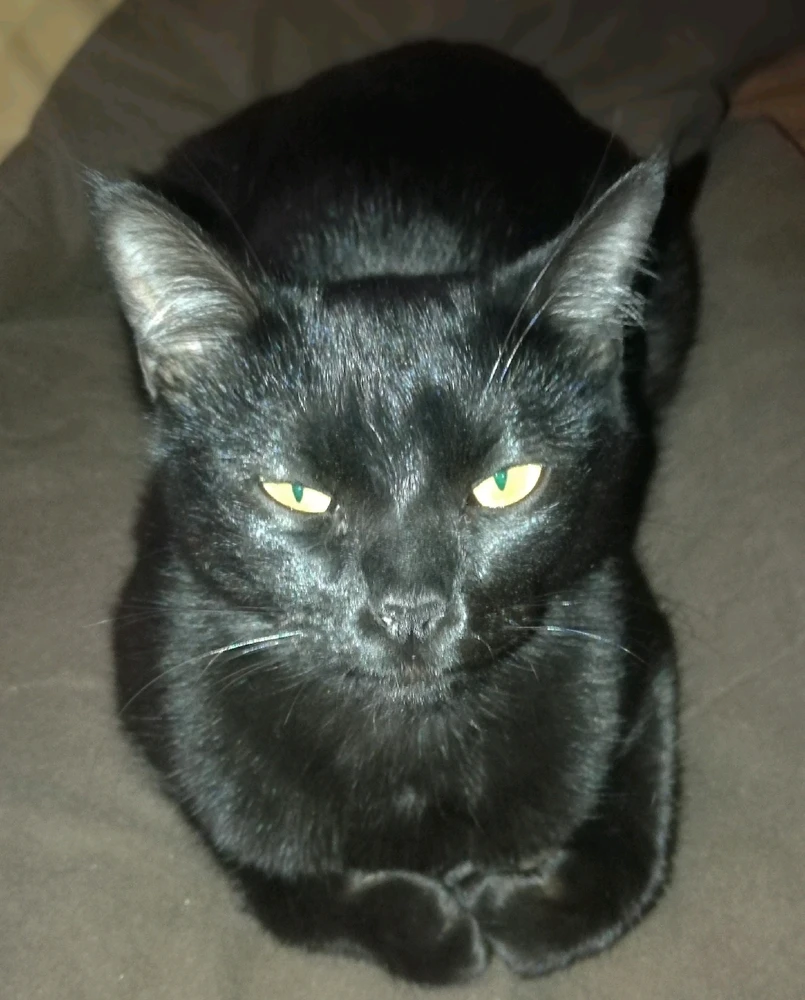 GIF uploaded by ❤ Sophia aka Mango Mami ❤️