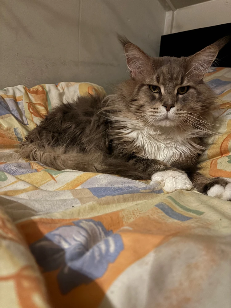 Afbeelding geüpload door Nigel