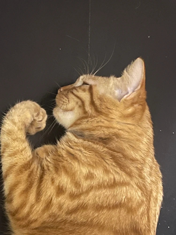 Image uploaded by AJ