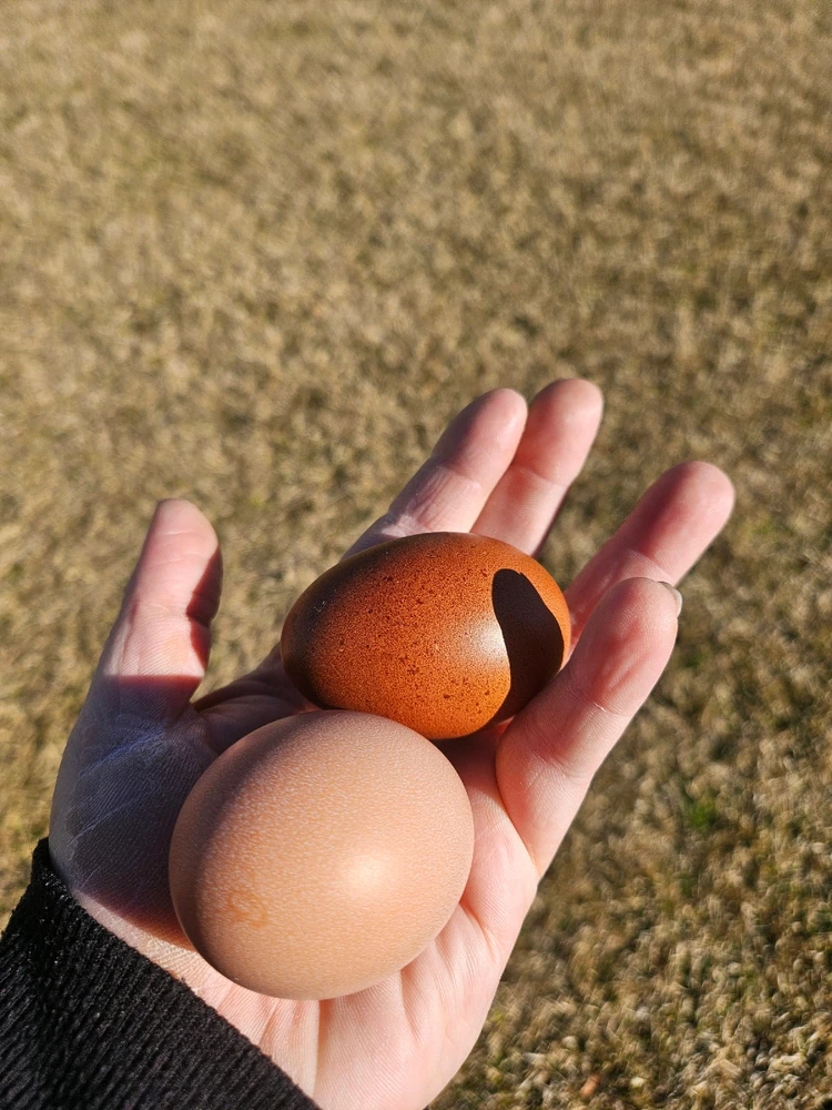 GIF uploaded by 💋🦊Vixen🦊💋