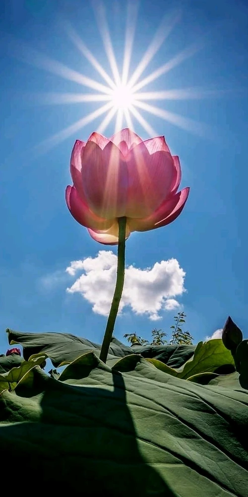 GIF diunggah ku Mar