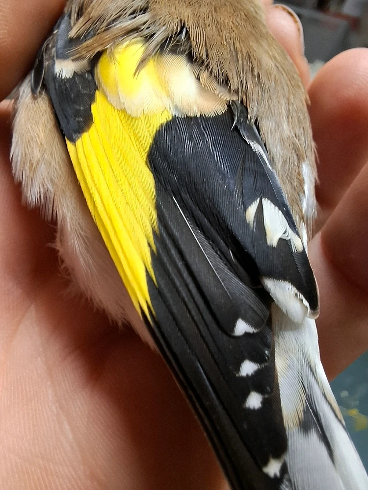 Obrázek nahrál Nora