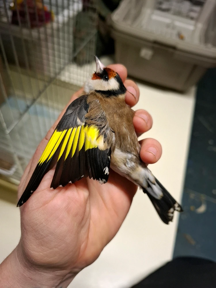 Obrázek nahrál Nora