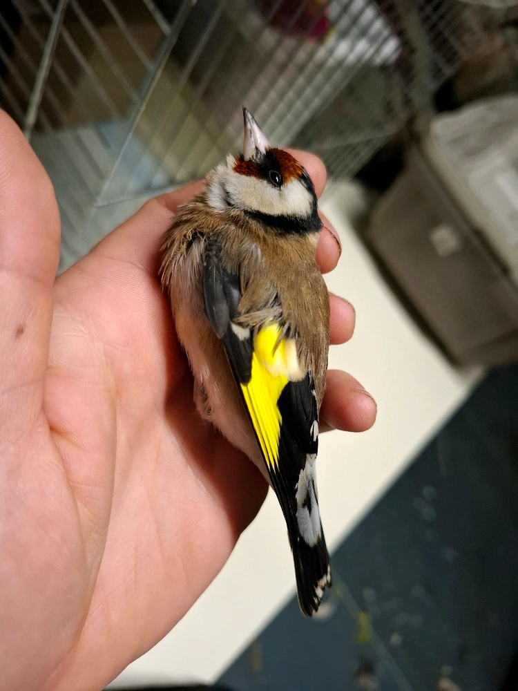 Obrázek nahrál Nora