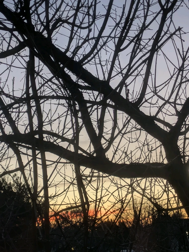 Image uploaded by Kea