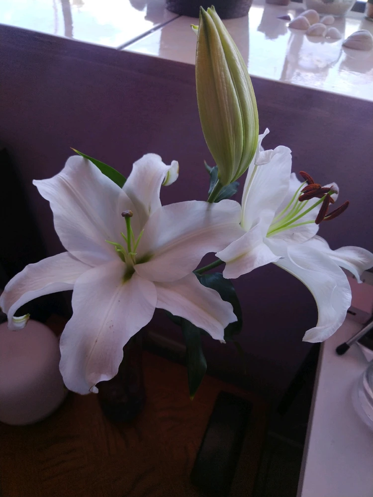 Cual es su flor favorita?