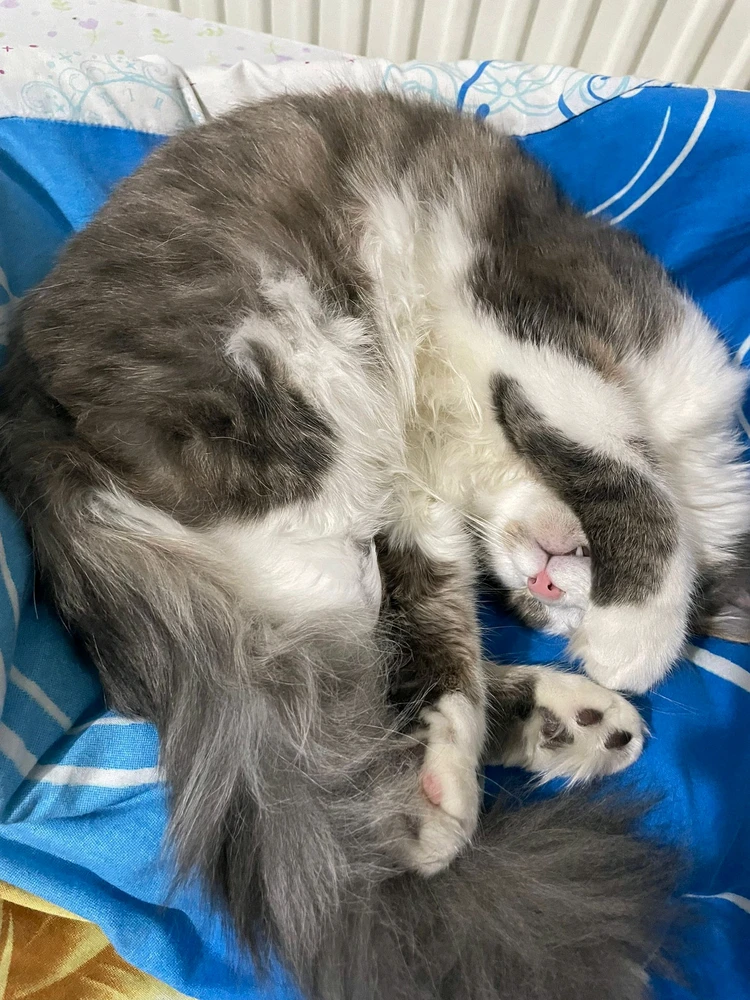 Bayram tarafından yüklenen GIF