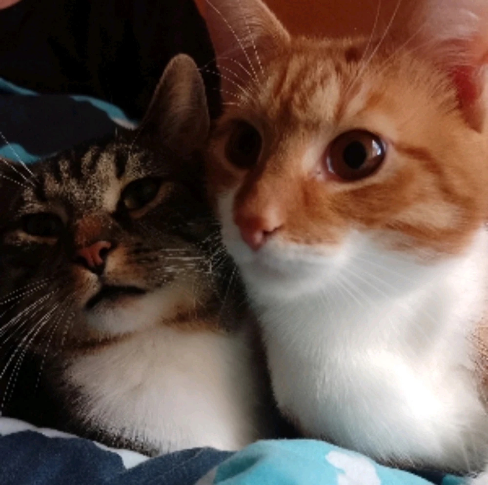 GIF hochgeladen von H