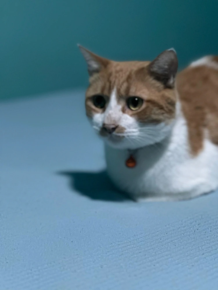 Un niΓ±o bien, a good boy para los de poco espaΓ±ol