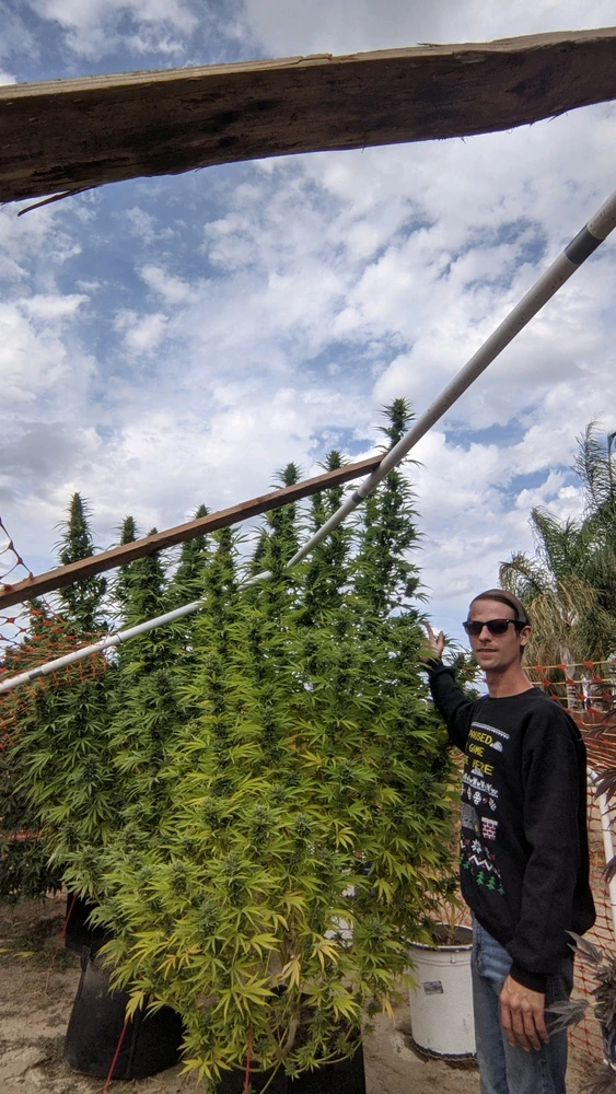 Some of my monsters from a few years ago.