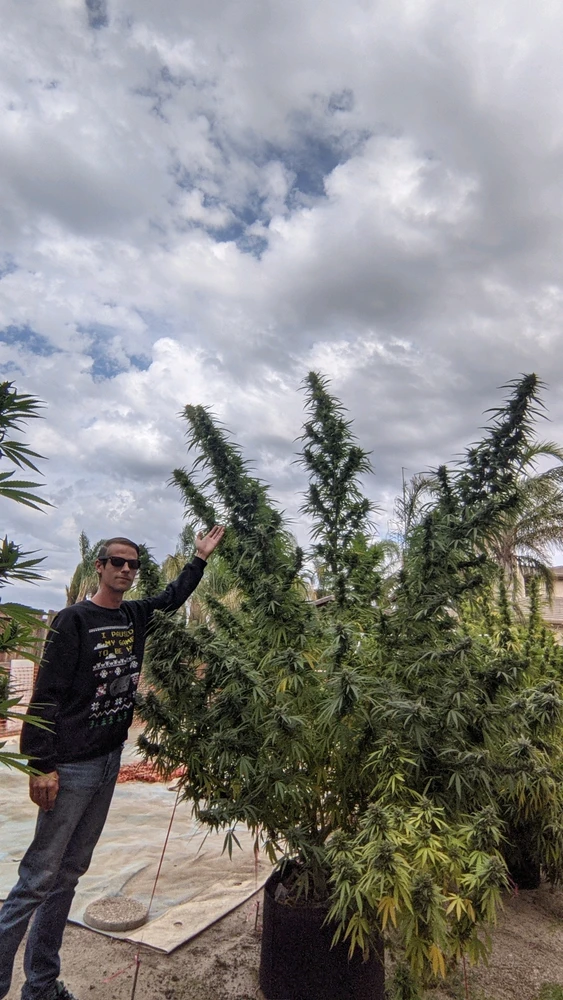 Some of my monsters from a few years ago.