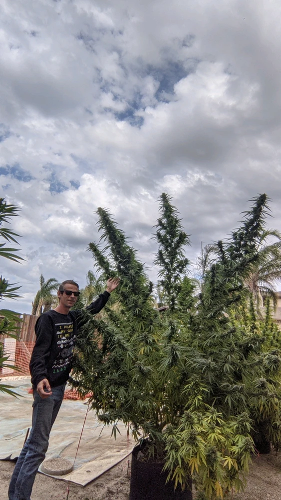 Some of my monsters from a few years ago.