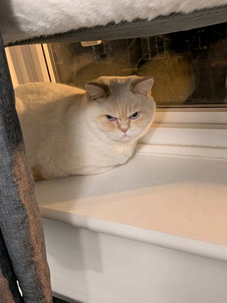 Gambar diunggah dening Nathan