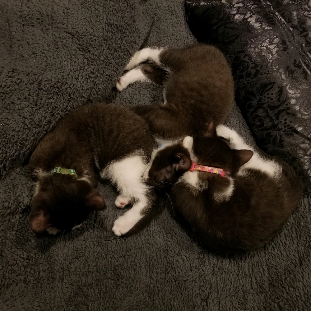 GIF uploaded by Crow