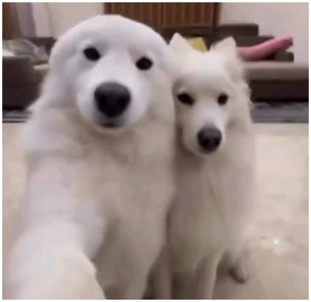 🐾 OreoluMilka 🐾 tarafından yüklenen GIF