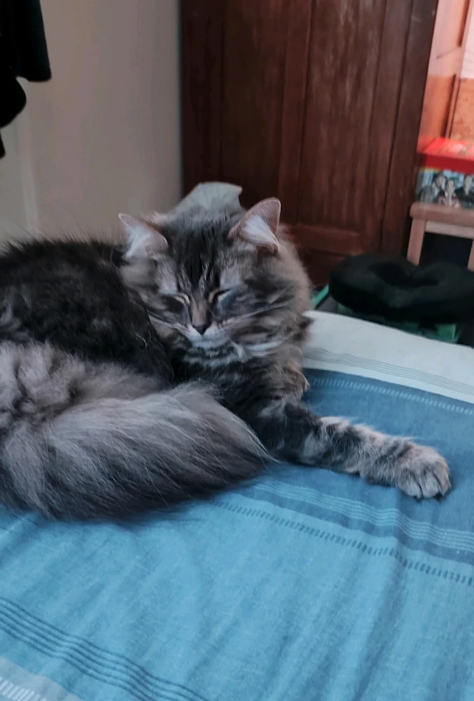 GIF uploaded by Andy(bearded ginger)