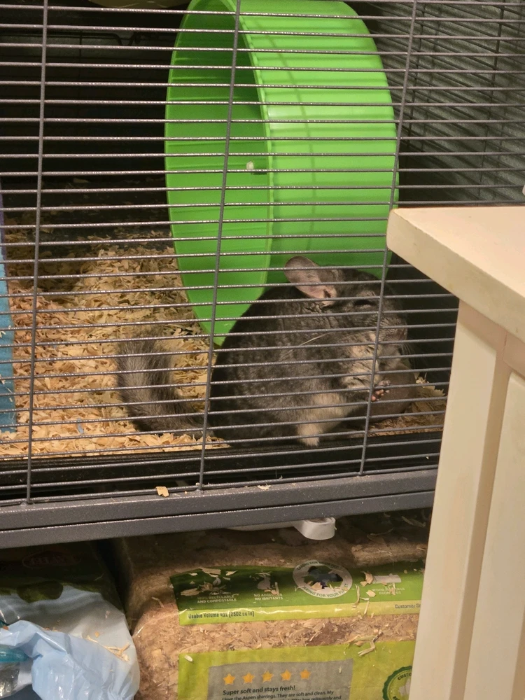 GIF uploaded by Tashelle the Cactus Queen