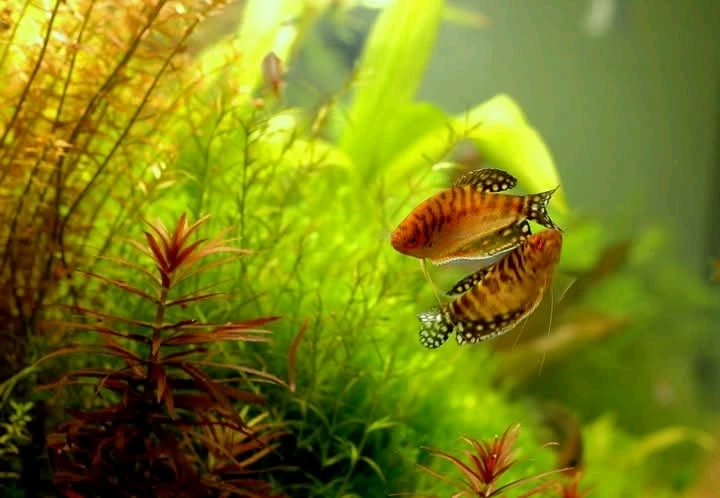 GIF subido por Eduardo