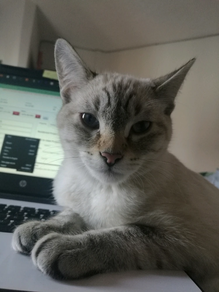 GIF uploaded by ❤ Sophia aka Mango Mami ❤️