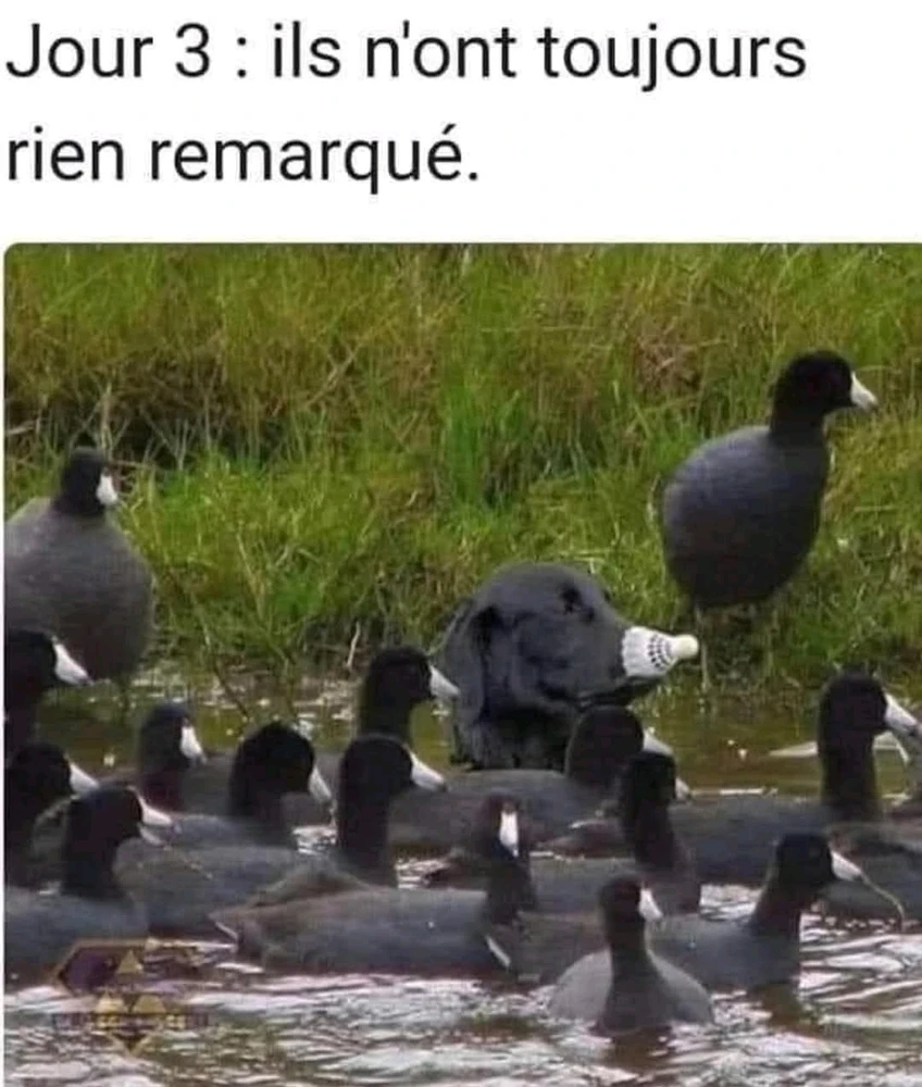 GIF ajouté par Satan,un ami qui vous veut du bien 😁