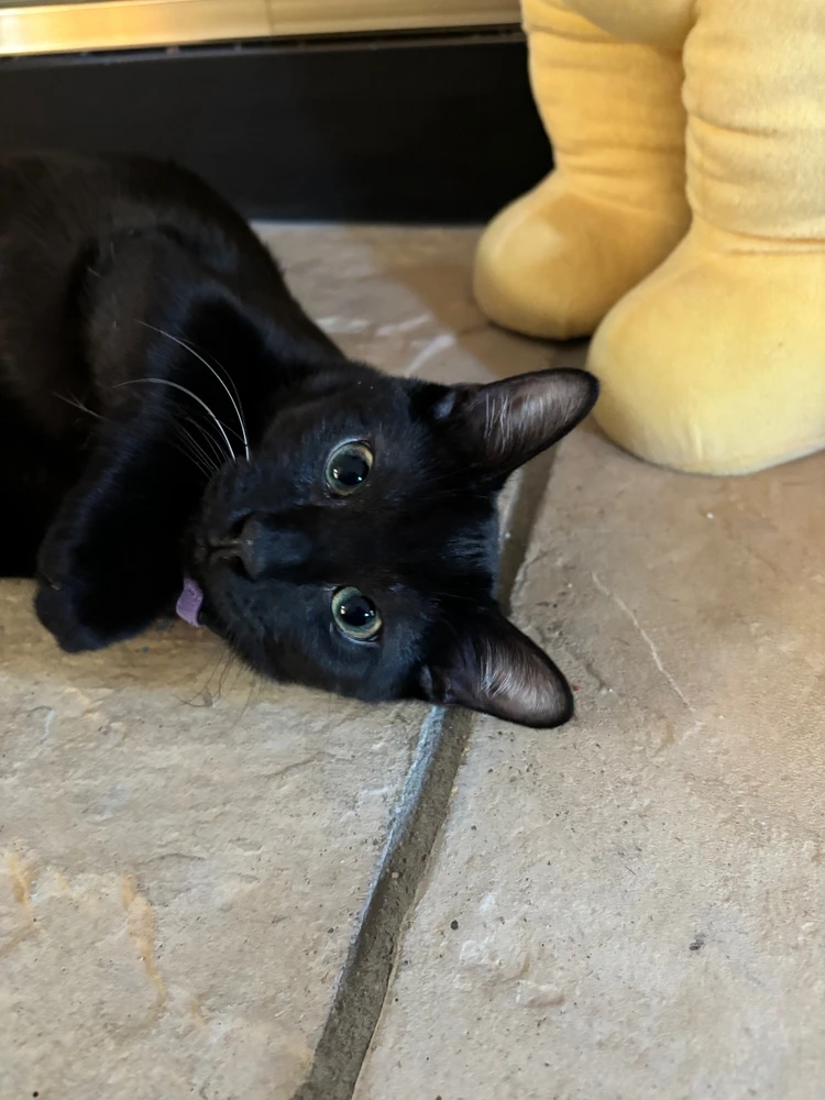 GIF diunggah dening Cody