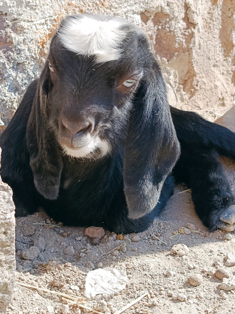 Yılmaz tarafından yüklenen GIF