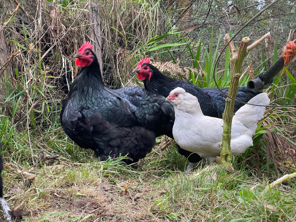 Image uploaded by Jamie