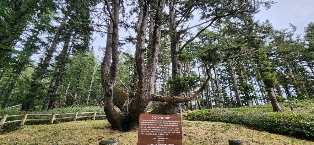 GIF uploaded by 🌲🌳🪻Wildflower🪻🌳🌲