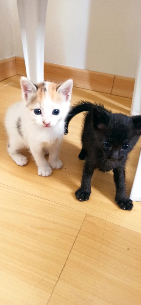 GIF enviado por Lucas Morais