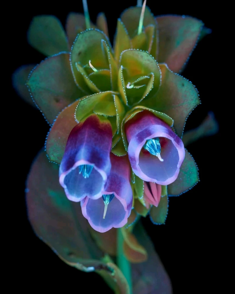 Image ajoutée par Dorian🐞