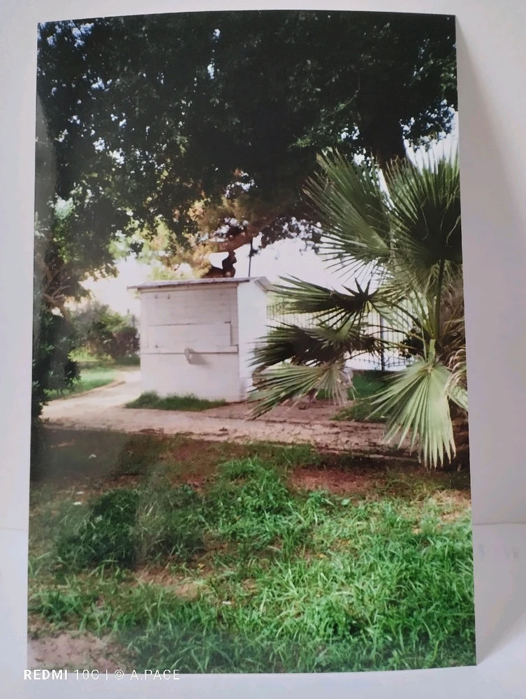 Immagine caricata da Alessandro | alpacigno