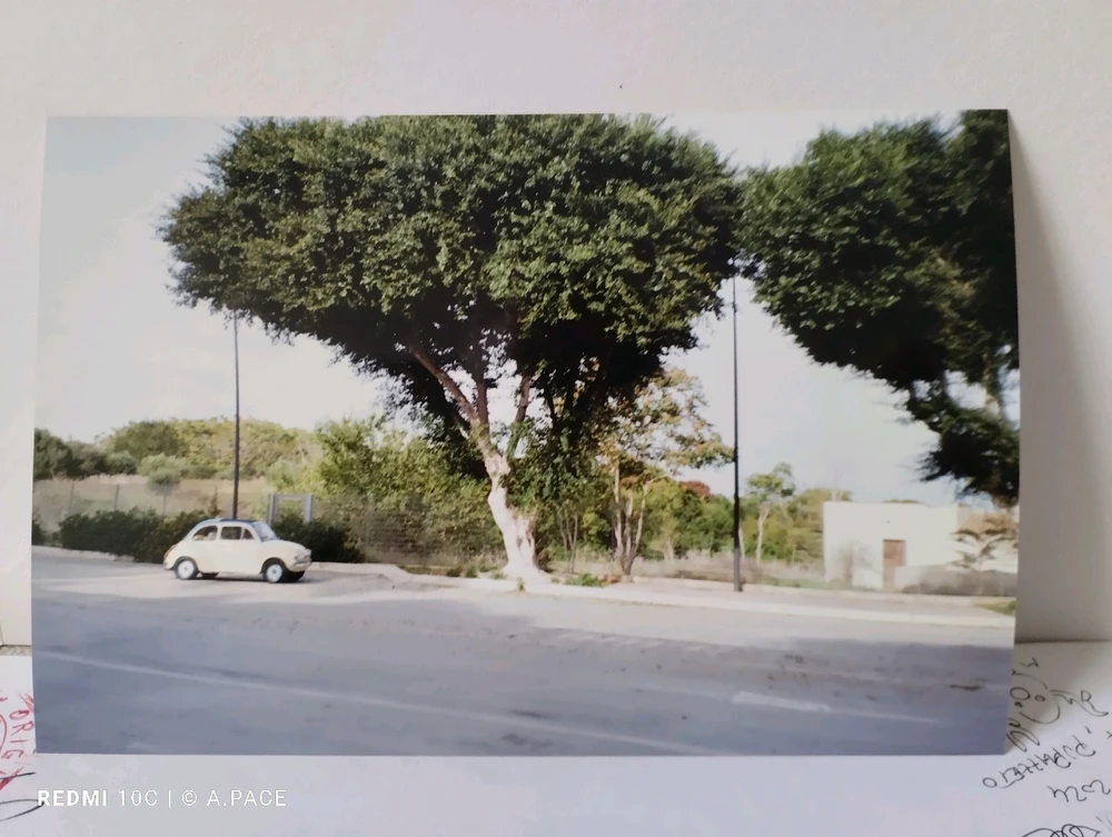 Immagine caricata da Alessandro | alpacigno