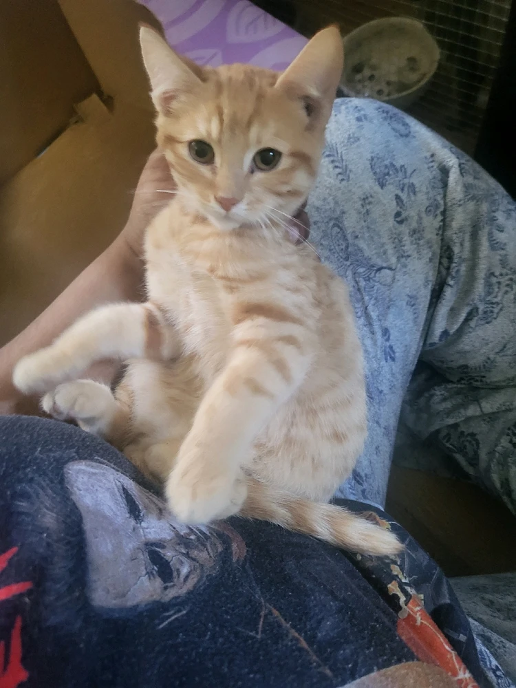 Image uploaded by Alishah
