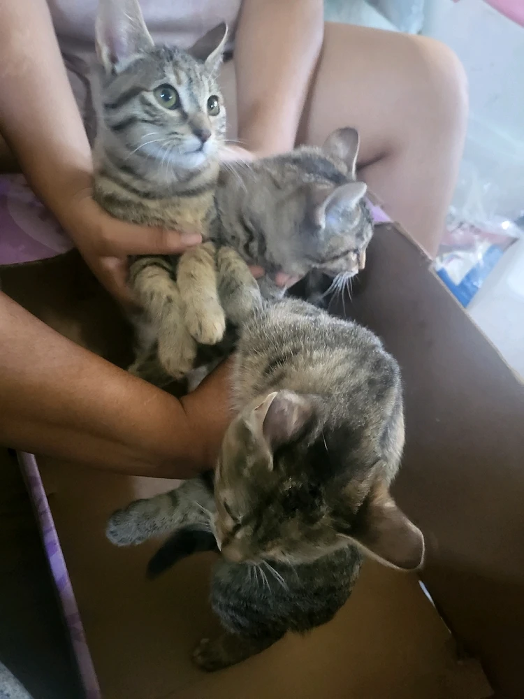 Image uploaded by Alishah