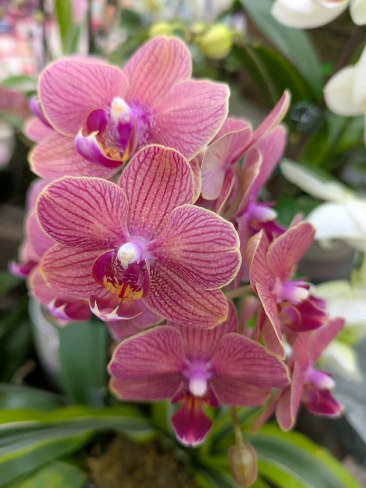 Image uploaded by Kea