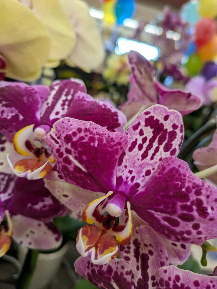 Image uploaded by Kea