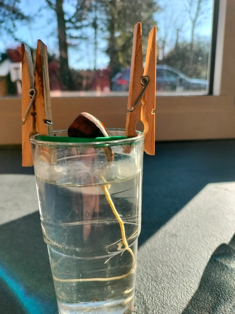 Image uploaded by Lowie