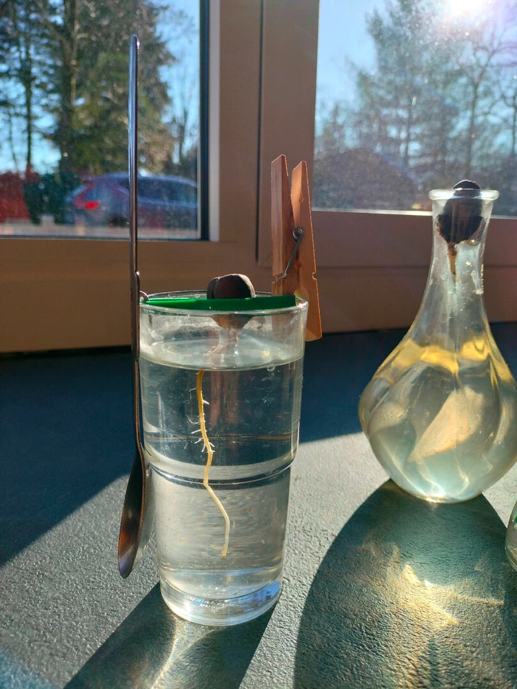 Image uploaded by Lowie