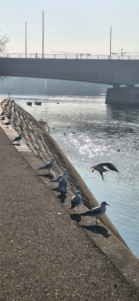 GIF uploaded by Piet
