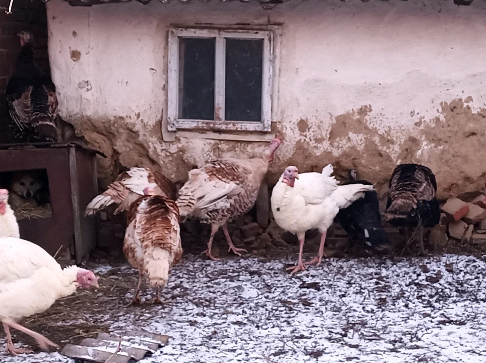 GIF diunggah dening Yaroslav