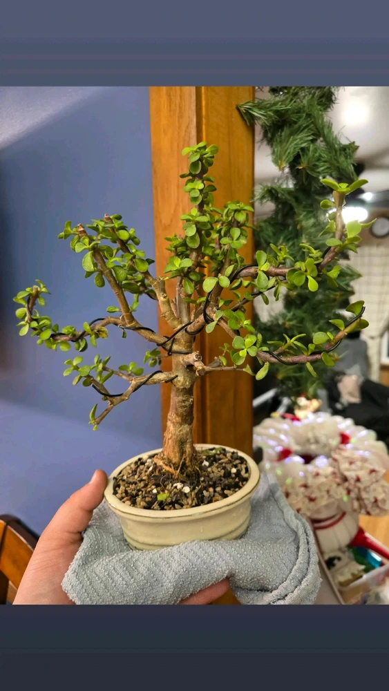 Gambar diunggah dening Nick