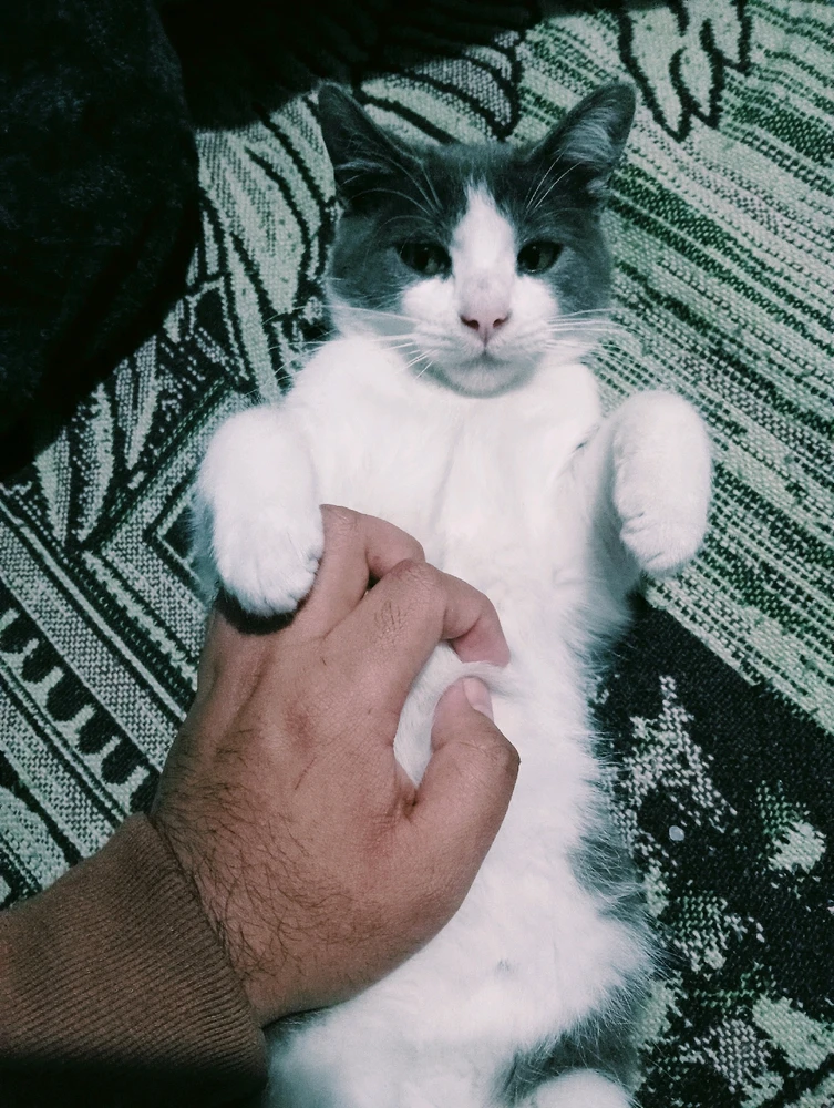 GIF subido por Nestor