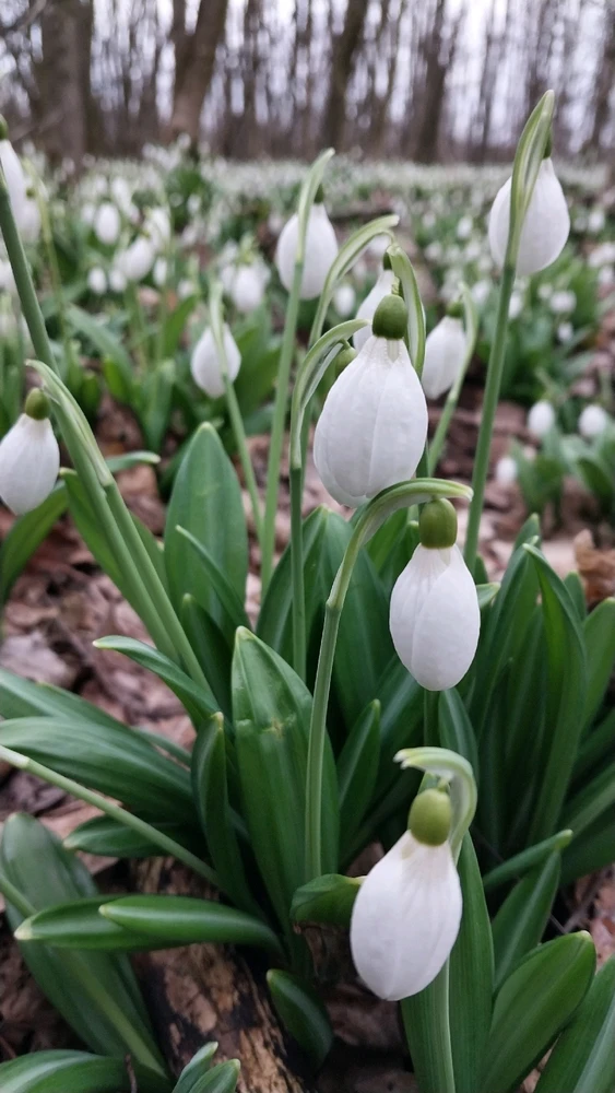 Image uploaded by Віталія/Vita